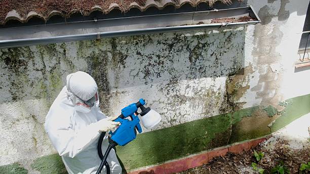 Trusted Black Mold Removal service in Allen, TX - Cheap Mold Removal